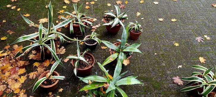 Agave planten te koop, Tuin en Terras, Planten | Tuinplanten, Vaste plant, Overige soorten, Volle zon, Bloeit niet, Ophalen