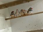 Jonge zebravinken, Dieren en Toebehoren, Vogels | Overige Vogels, Meerdere dieren