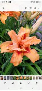 Te koop ,mooie stekjes van Hemerocallis, Ophalen of Verzenden, Voorjaar, Volle zon, Wortelstok