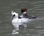 Siereenden, ganzen,  kippen, Dieren en Toebehoren, Pluimvee, Meerdere dieren, Overige soorten