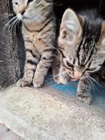 2 Lieve boerderij kittens /tijgertjes, Kater, 0 tot 2 jaar