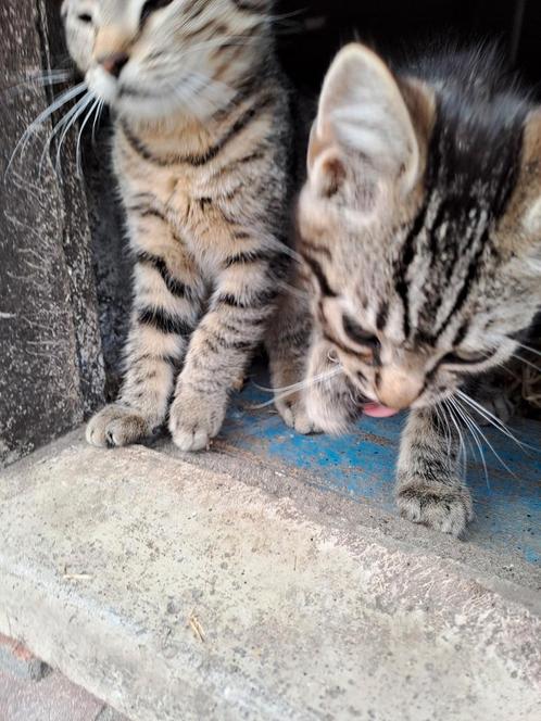 2 Lieve boerderij kittens /tijgertjes, Dieren en Toebehoren, Katten en Kittens | Overige Katten, Kater, 0 tot 2 jaar
