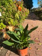 Canna met oranje bloem, Tuin en Terras, Planten | Tuinplanten, Ophalen, Vaste plant, Overige soorten, Volle zon