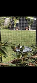 Tropen, Dieren en Toebehoren, Vogels | Overige Vogels, Meerdere dieren, Tam