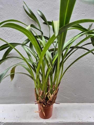 Orchidee Maxillaria Picta, zware planten. P12 beschikbaar voor biedingen