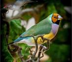 Gezocht 1 of 2 gouldamadine poppen, Dieren en Toebehoren, Vogels | Overige Vogels, Vrouwelijk, Tropenvogel, Geringd