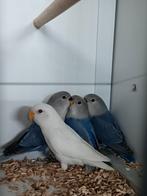 JONGE AGAPORNIS ROSEICOLLIS OM ZELF TAM TE MAKEN, Meerdere dieren, Dwergpapegaai of Agapornis, Geringd