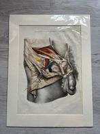 Tekening ‘canal inguinal’, Antiek en Kunst, Ophalen of Verzenden, Natuur en Biologie