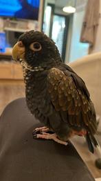 bronsvleugel pionus, Dieren en Toebehoren, Vogels | Parkieten en Papegaaien, Meerdere dieren, Papegaai, Geringd