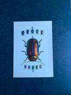 10 prenten insekten  soorten kevers 19x27 cm samen 20 euro, Ophalen of Verzenden