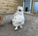 Jong Zijdehoen haantje, Mannelijk, Kip