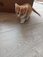 4 hele leuke kittens, Dieren en Toebehoren, Kater