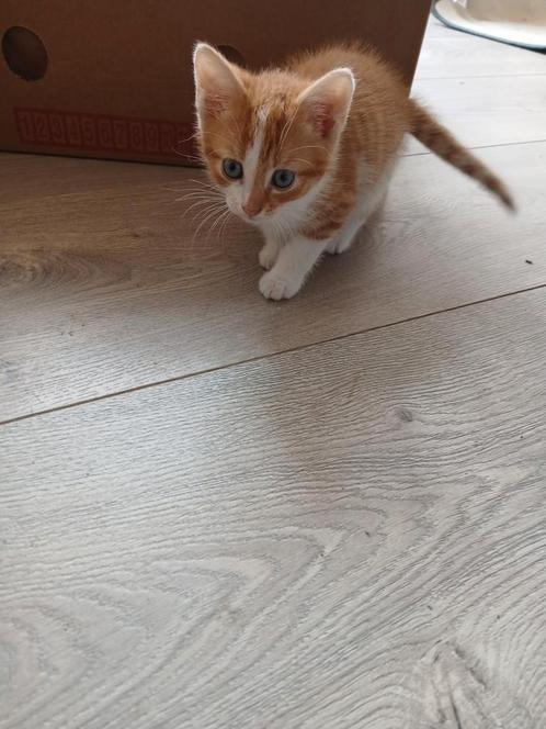 4 hele leuke kittens, Dieren en Toebehoren, Katten en Kittens | Raskatten | Korthaar, Kater