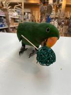 Jonge Baby Edelpapegaai | Handtam | Kleurrijk | Nieuwsgierig, Dieren en Toebehoren, Vogels | Parkieten en Papegaaien, Meerdere dieren