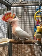 Inka kaketoe 2025 pop, Dieren en Toebehoren, Vogels | Parkieten en Papegaaien, Vrouwelijk, Papegaai, Pratend