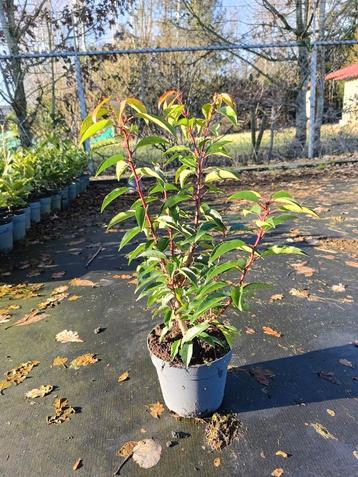 Prunus lusitanica angustifolia 30-40 cm