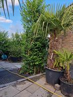 Palmboom 180cm hoog, Tuin en Terras, Planten | Bomen, Ophalen, Volle zon, Palmboom, 100 tot 250 cm