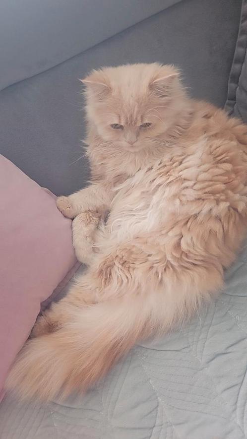 Ragdoll langhaar, Dieren en Toebehoren, Katten en Kittens | Raskatten | Langhaar, Kater, 0 tot 2 jaar, Ontwormd, Ingeënt