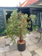 Grote plant, Tuin en Terras, Planten | Bomen, Ophalen, Volle zon, Overige soorten