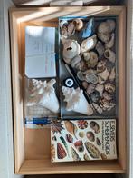 Schelpen verzameling, Verzamelen, Mineralen en Fossielen, Ophalen, Schelp(en)