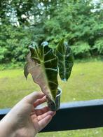 Alocasia Polly Variegata met knollen, Ophalen of Verzenden, Overige soorten, Minder dan 100 cm