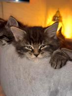 Laatste Main Coon kittens, Dieren en Toebehoren, Katten en Kittens | Raskatten | Langhaar, Meerdere dieren, Gechipt, 0 tot 2 jaar