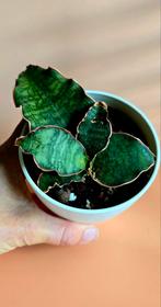 Sansevieria 'Silver Blue' – eigen stek , Ophalen of Verzenden, Overige soorten, Minder dan 100 cm