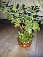 Geldboom, Ophalen, Vetplant, Halfschaduw, In pot