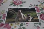 Honden Postkaart - Twee prachtige Foxterrier, België, Verzenden, 1980 tot heden, Ongelopen, Hond of Kat