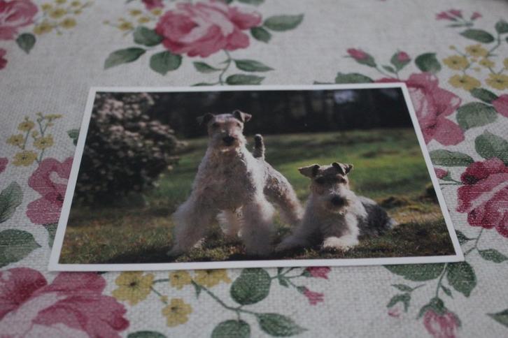 Honden Postkaart - Twee prachtige Foxterrier, België, Verzamelen, Ansichtkaarten | Dieren, Ongelopen, 1980 tot heden, Hond of Kat