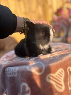 Nhdxminilop +hollander baby konijntjes, Dieren en Toebehoren, Meerdere dieren, Dwerg