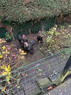 3 zwarte Brahma hanen, Dieren en Toebehoren, Pluimvee, Mannelijk, Kip