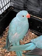 Mooie blauwe halsband!, Geslacht onbekend, Parkiet, Geringd