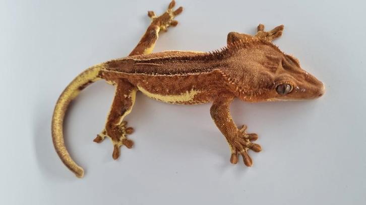 Correlophus Ciliatus wimpergekko