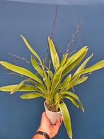 Orchidee Oncidium Mieke von Holm bontbladig p12 (3), Huis en Inrichting, Kamerplanten, Ophalen of Verzenden, Halfschaduw, Minder dan 100 cm