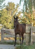 Gezocht: Een verzorg(st)er voor mijn paard, Ophalen of Verzenden