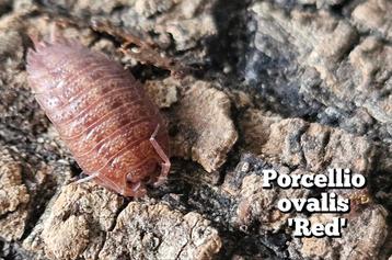 Porcellio ovalis 'Red' beschikbaar voor biedingen