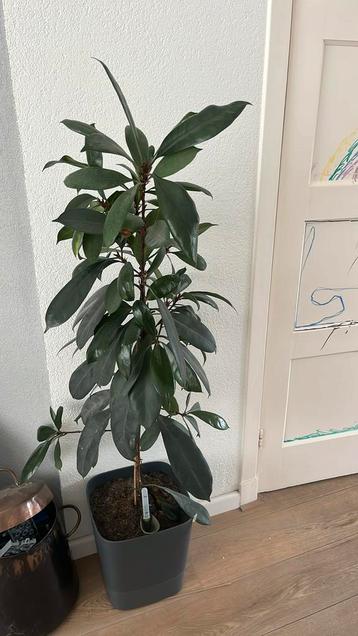 Kamerplant beschikbaar voor biedingen