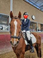 Bijrijder/verzorger aangeboden!, Dieren en Toebehoren, Paarden en Pony's | Verzorgingsproducten, Ophalen of Verzenden, Zo goed als nieuw