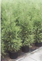 Haagconiferen Thuja Brabant coniferen 80/100 tot 180cm, Tuin en Terras, Planten | Struiken en Hagen, Ophalen, Conifeer, Haag, 100 tot 250 cm