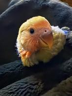 Handtam, Dieren en Toebehoren, Vogels | Parkieten en Papegaaien, Geslacht onbekend, Dwergpapegaai of Agapornis, Tam