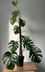 Monstera Albo Variegated – With Moss Pole – 120 cm, Ophalen, 100 tot 150 cm, Overige soorten, Halfschaduw