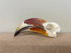 Schedel von der decken tok (man), Ophalen of Verzenden, Nieuw, Vogel, Schedel