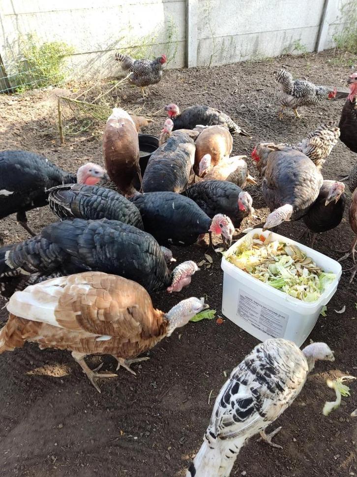 pluimvee, Dieren en Toebehoren, Pluimvee, Kalkoen, Mannelijk