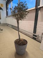 Mooie Olijfboom in Pot, Ophalen of Verzenden