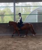 Leaser aangeboden / bijrijder aangeboden, Dieren en Toebehoren, Paarden en Pony's | Verzorgingsproducten, Ophalen of Verzenden