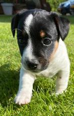 Jack russell pup * reutje, Dieren en Toebehoren, Honden | Jack Russells en Terriërs, Particulier, Rabiës (hondsdolheid), 8 tot 15 weken