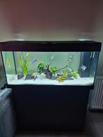 Compleet aquarium te koop 180 liter, Ophalen of Verzenden