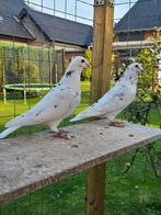 Postduiven koppel, Dieren en Toebehoren, Vogels | Duiven, Meerdere dieren, Postduif