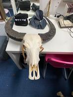 Te koop buffel schedel., Verzamelen, Dierenverzamelingen, Ophalen, Zo goed als nieuw, Wild dier, Schedel